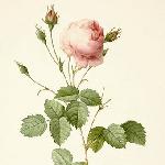 Pierre-Joseph Redouté的玫瑰姑娘们图片 自然风光 风景图片