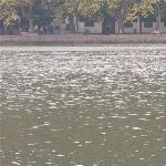 西湖边---发呆图片 自然风光 风景图片