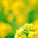 菜花兒图片 自然风光 风景图片