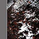 雪舞的时节图片 自然风光 风景图片