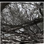 澳洲   凯恩斯   枯树图片 自然风光 风景图片