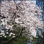樱化时节图片 自然风光 风景图片