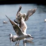 湖区的水鸟图片 自然风光 风景图片