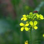 油菜花与昆虫图片 自然风光 风景图片