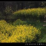 争色图片 自然风光 风景图片