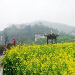 季节映像-油菜花图片 自然风光 风景图片