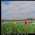 曲江池的春天图片 自然风光 风景图片