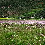草原花海图片 自然风光 风景图片