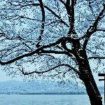 冷西湖图片 自然风光 风景图片