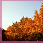 [ 类 ] yellow - 层林尽染图片 自然风光 风景图片