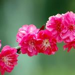 春之花[四幅]图片 自然风光 风景图片