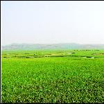 美丽的草原--呼伦贝尔图片 自然风光 风景图片
