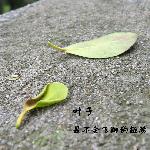 叶子~纪念一把好声音的离开图片 自然风光 风景图片