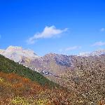 秋色九黄--彩林图片 自然风光 风景图片