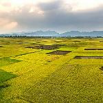 稻海茫茫望无边图片 自然风光 风景图片