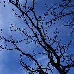 Tree&#;s Talking图片 自然风光 风景图片