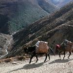 不丹掠影-马+驴+骡图片 自然风光 风景图片
