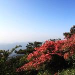 人间四月天，麻城看杜鹃图片 自然风光 风景图片
