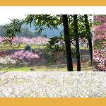 春的季节图片 自然风光 风景图片