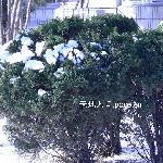 雪后的景致图片 自然风光 风景图片