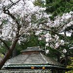 日本茶园图片 自然风光 风景图片