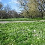 春日里的米兰小树林图片 自然风光 风景图片