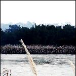 · 瑞丽江畔图片 自然风光 风景图片