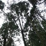 衡山，松树图片 自然风光 风景图片