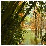 云山红杉图片 自然风光 风景图片