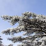 夏日清凉——黄山雪景图片 自然风光 风景图片