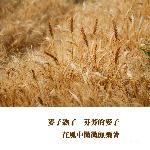 麦子熟了图片 自然风光 风景图片