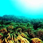 珊瑚海,TUBBATAHA潜水图片 自然风光 风景图片