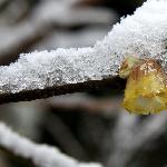 寒雪梅中尽图片 自然风光 风景图片