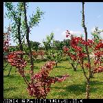 芦苇初上图片 自然风光 风景图片