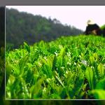 茶园日记图片 自然风光 风景图片
