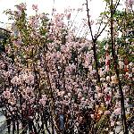 回味三月的樱花图片 自然风光 风景图片