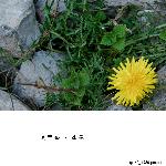 太行山——山花图片 自然风光 风景图片