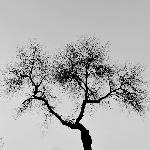 树*张力*随性图片 自然风光 风景图片