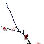 清醇的素白图片 自然风光 风景图片