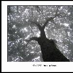 楠树图片 自然风光 风景图片