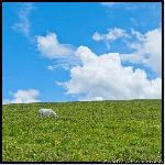 悠游塔公草原行之六（正方形的视角不一样的感受）图片 自然风光 风景图片