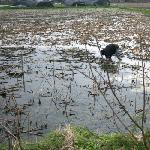 又是油菜花开时图片 自然风光 风景图片
