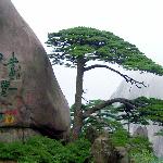 黄山之松石图片 自然风光 风景图片