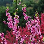 满园春色之桃花（二）图片 自然风光 风景图片