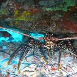 龙虾,TUBBATAHA潜水图片 自然风光 风景图片