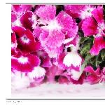 阳光下の 花花世界图片 自然风光 风景图片