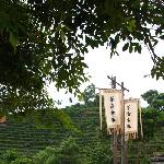 东部华侨城茶溪谷图片 自然风光 风景图片
