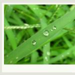 【绿色心情】晶莹水滴图片 自然风光 风景图片