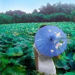 曲院荷风图片 自然风光 风景图片