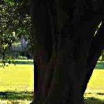 悉尼皇家植物园的树荫图片 自然风光 风景图片